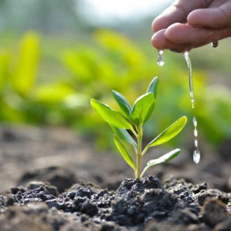 Farmer's hand watering a young plant. Earth day concept -(Enveroment conservation project of CETOSUDE)